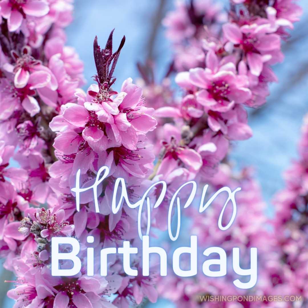 Luxurious flowering peach branches, and delicate pink flowers against the blue sky. Happy Birthday P